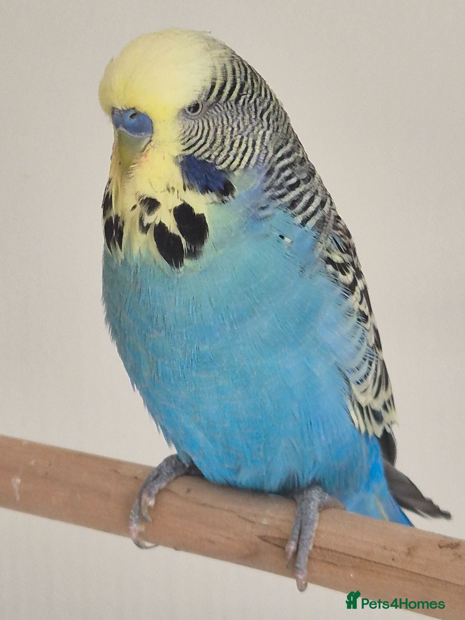 Budgerigars birds Male sky Blue yellow face tamed - Advert 1