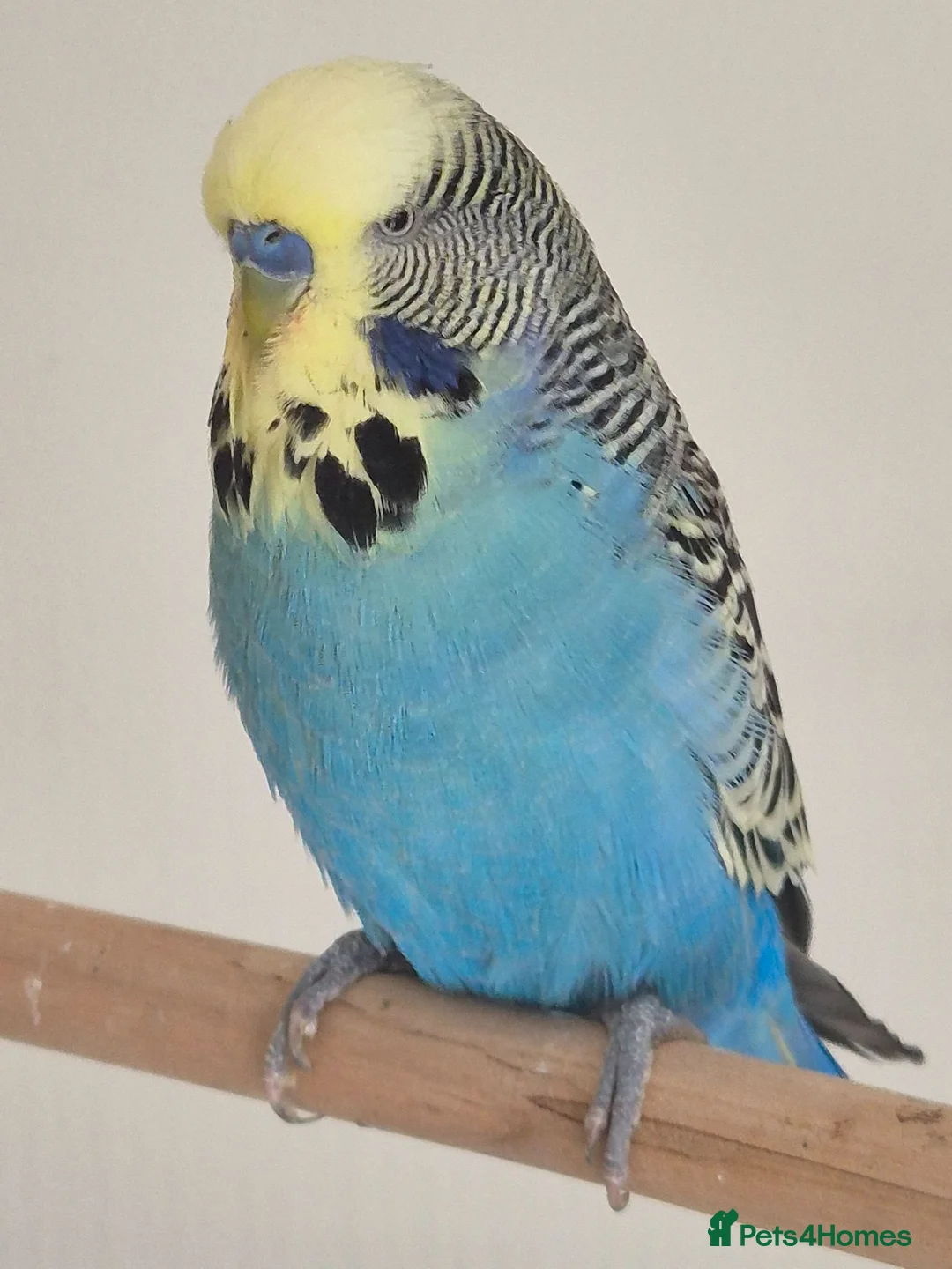 Budgerigars birds for sale: Male sky Blue yellow face tamed - Advert 1