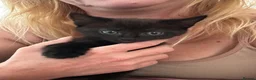 Mixed Breed cats for sale: Healthy and playful kittens for good homes in Chichester - Advert 5