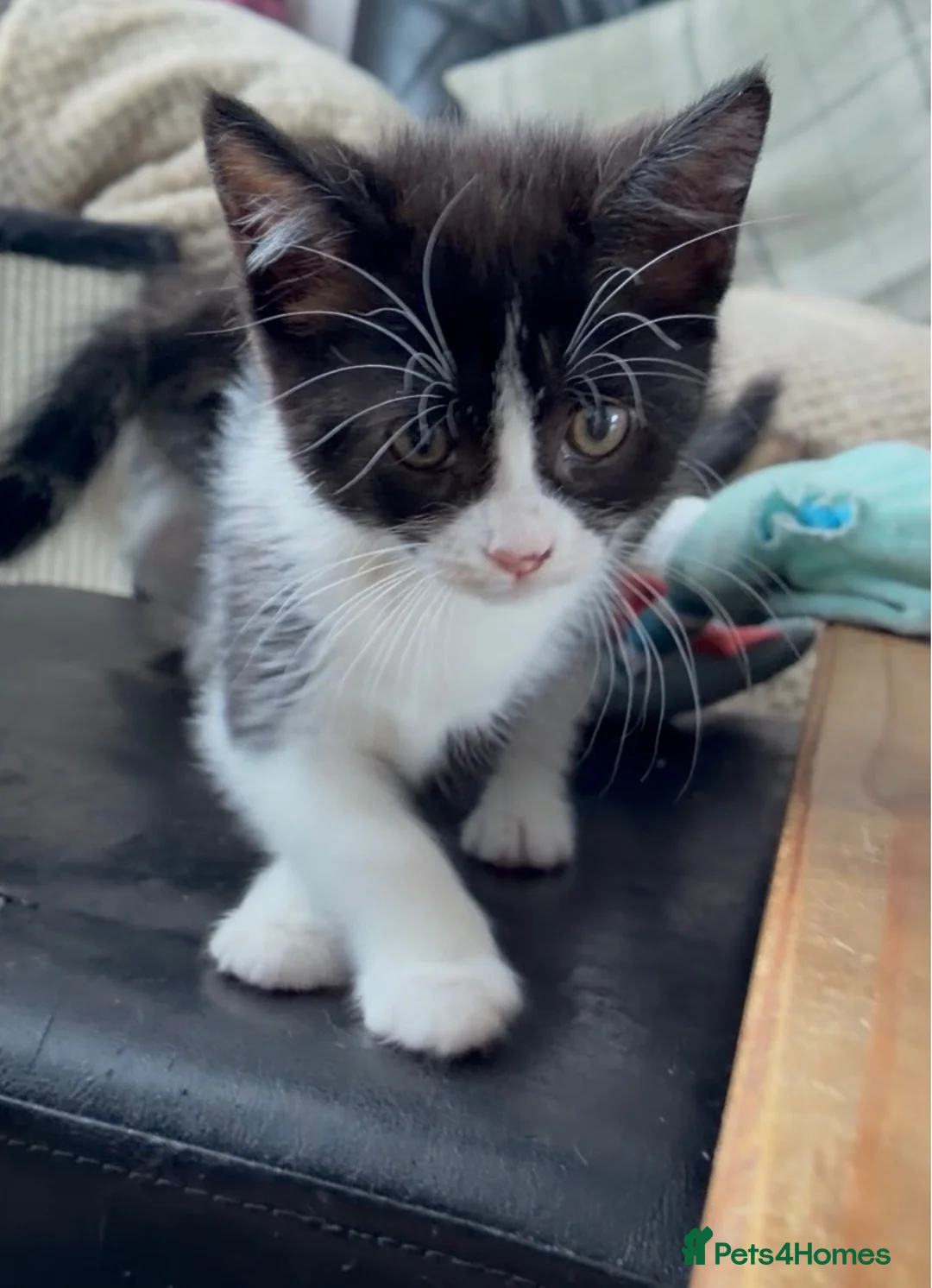 Domestic Shorthair cats for sale: Hand reared kittens looking for special homes - Advert 4