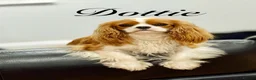 Cavalier King Charles Spaniel dogs for sale: Puppies en route Cavalier King Charles Spaniels in Lancaster - Advert 3