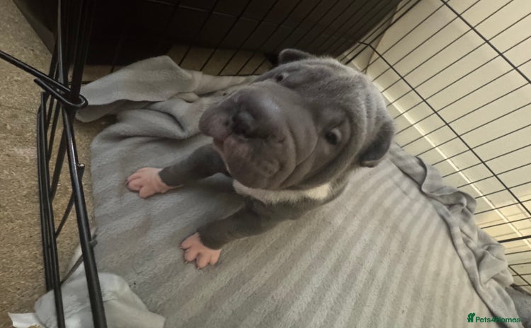 Shar Pei dogs - Advert 7
