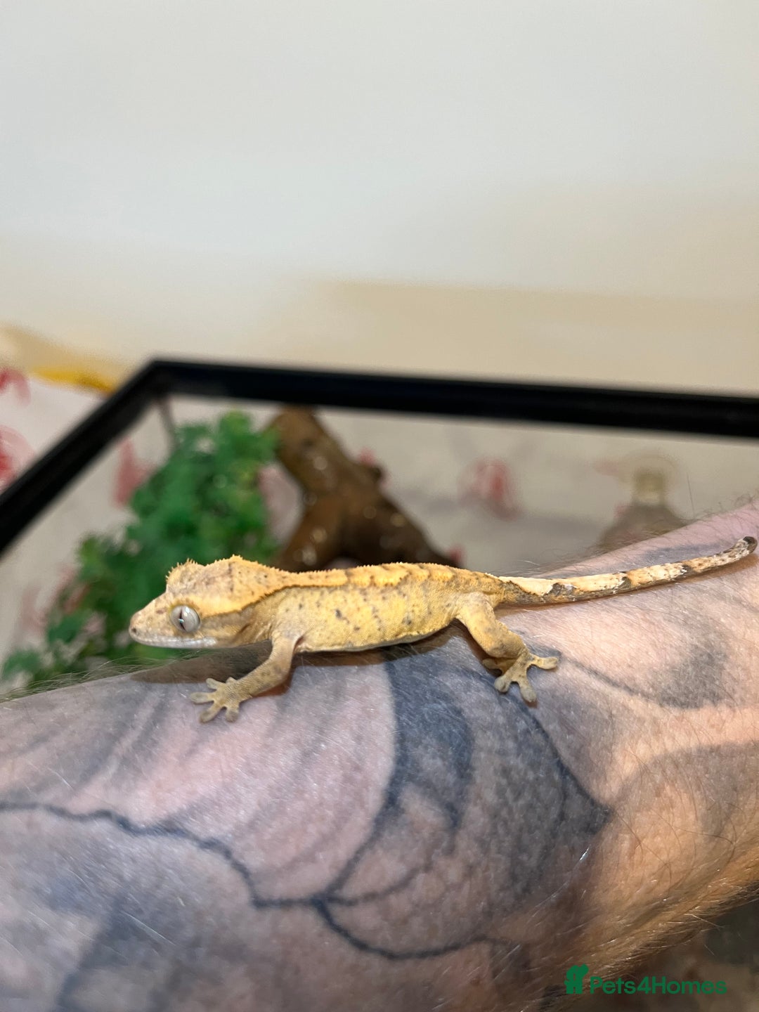 Gecko reptiles for sale: Crested gecko babies for sale  - Advert 22