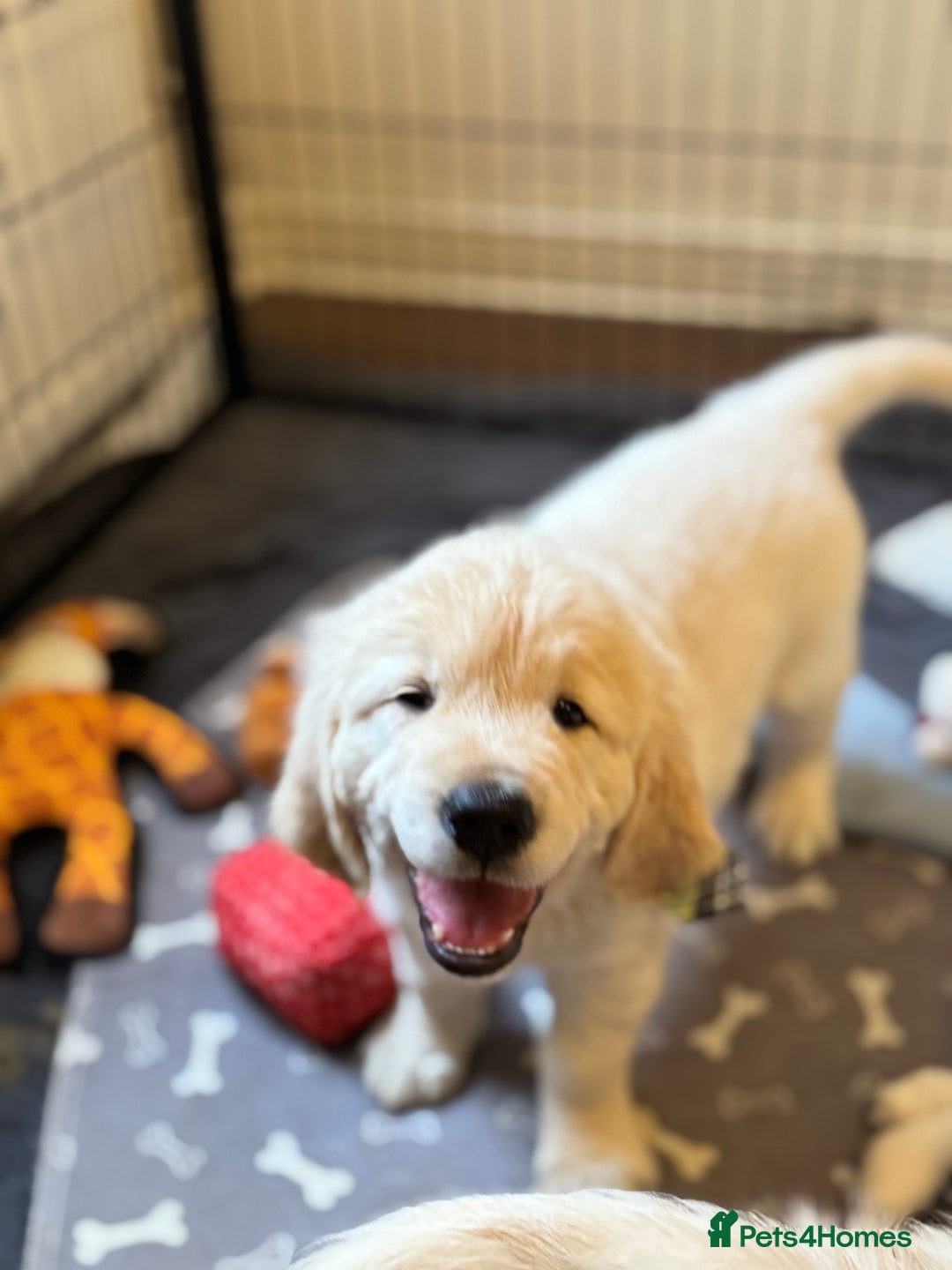 Golden Retriever dogs for sale: Beautiful Golden Retriever puppies KC - Advert 15