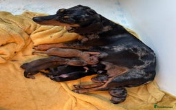 Miniature Dachshund dogs for sale: Lovely Miniature dachshund pups  - Image 1