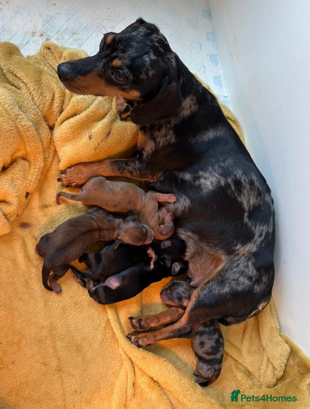 Miniature Dachshund dogs for sale: Lovely Miniature dachshund pups  - Image 1