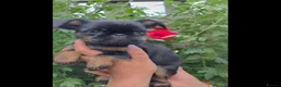 Griffon Bruxellois dogs for sale: Stunning Griffon Bruxellois puppies KC registered - Advert 19