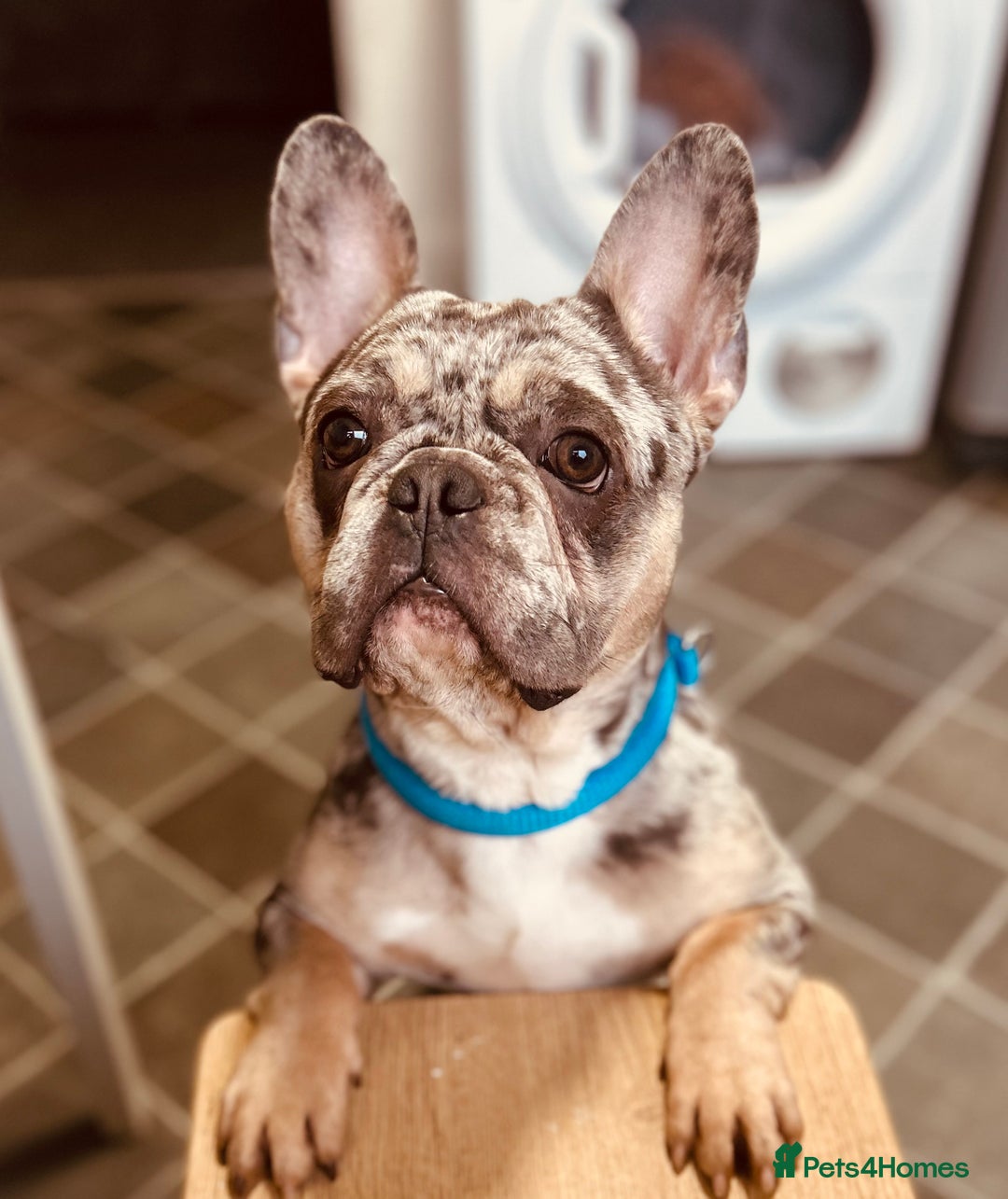 French Bulldog dogs for sale: Beautiful French bulldog - Advert 1