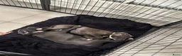 Staffordshire Bull Terrier dogs for sale: Pure blue Staffordshire bull terrier - Advert 2