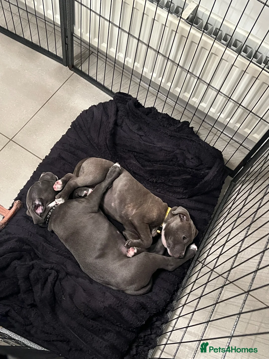 Staffordshire Bull Terrier dogs for sale: Pure blue Staffordshire bull terrier - Advert 2