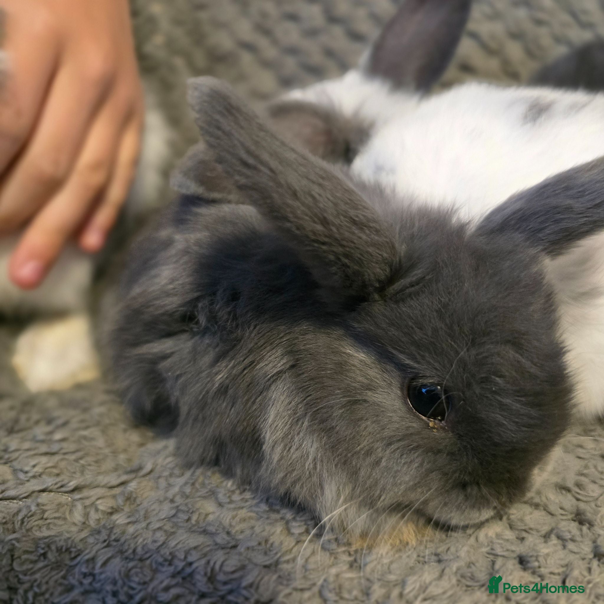 Mini Lop rabbits Mini Loop bunnies 8 weeks old 3 bunnies left - Advert 2