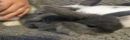 Mini Lop rabbits for sale: Mini Loop bunnies 7weeks old - Advert 5