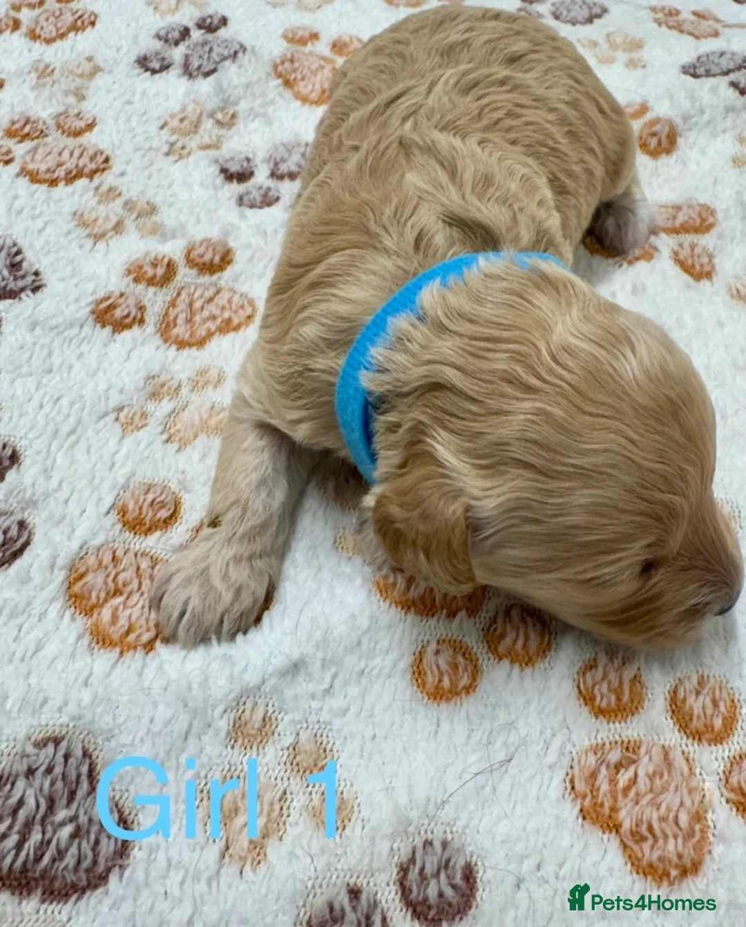Cavapoo dogs for sale: An Exceptional Offering of F1 Cavapoo Puppies in Croydon - Advert 1