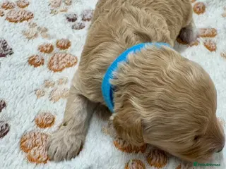 Cavapoo dogs An Exceptional Offering of F1 Cavapoo Puppies - Advert 6