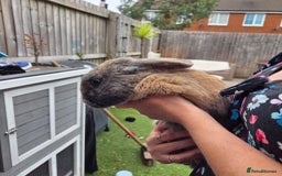 Mixed Breed rabbits for sale: Rabbit, male, 3yrs, with double hutch - Image 11