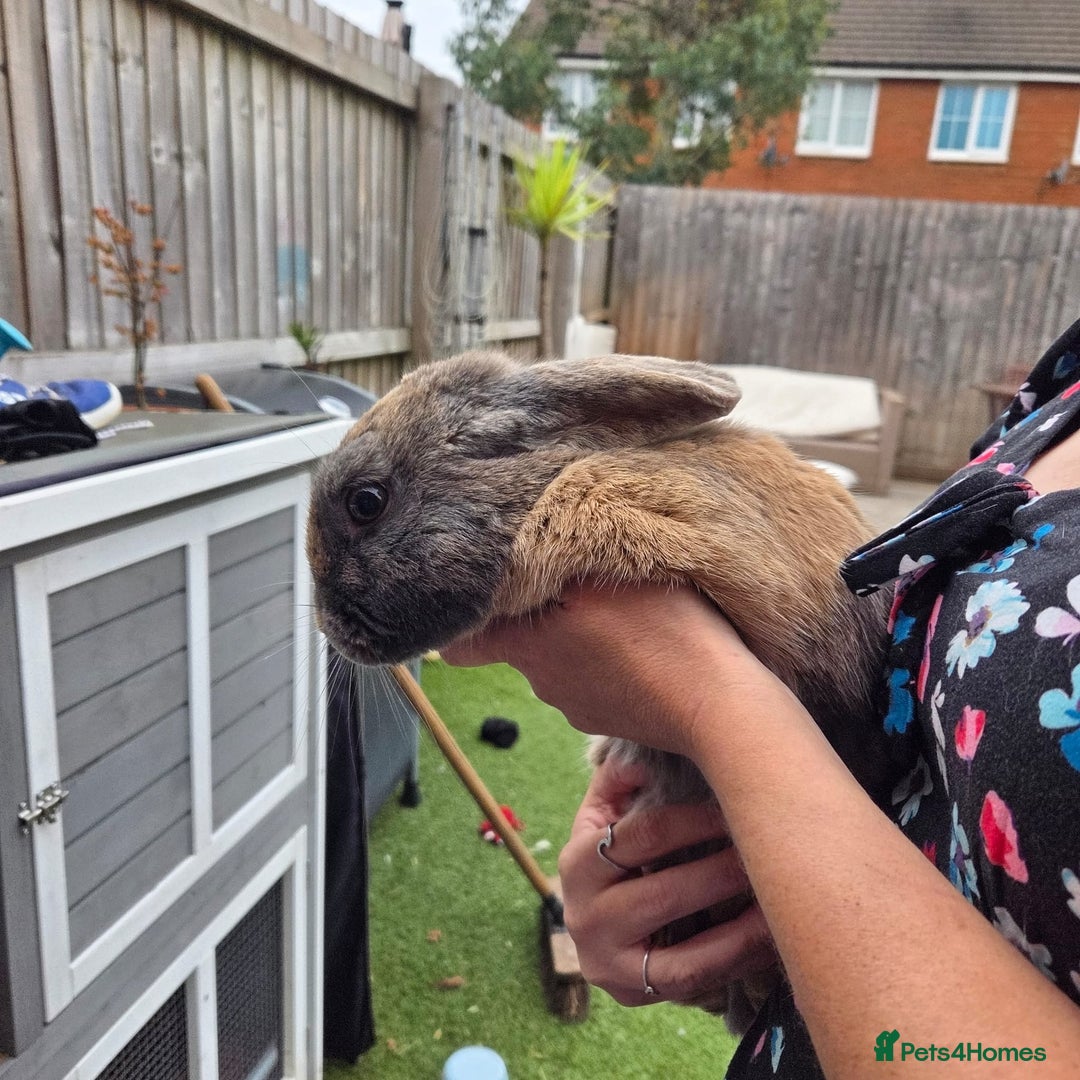 Mixed Breed rabbits for sale: Rabbit, male, 3yrs, with double hutch - Image 11