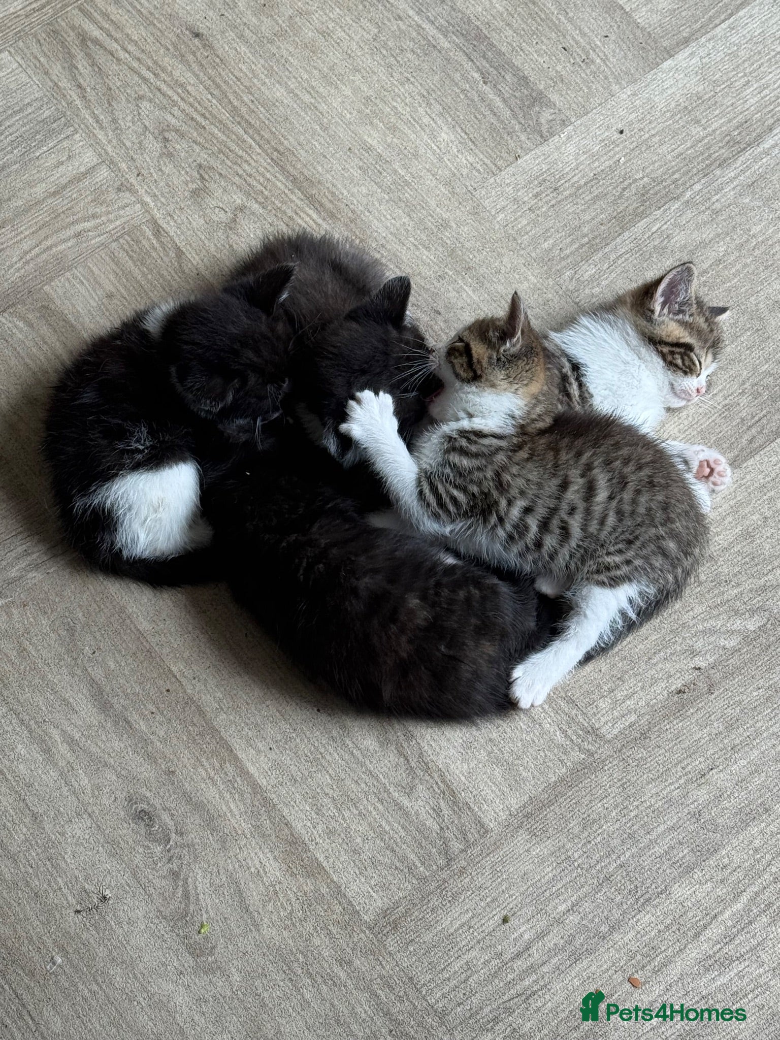 Mixed Breed cats Beautiful mixed British short hair kittens  - Advert 2