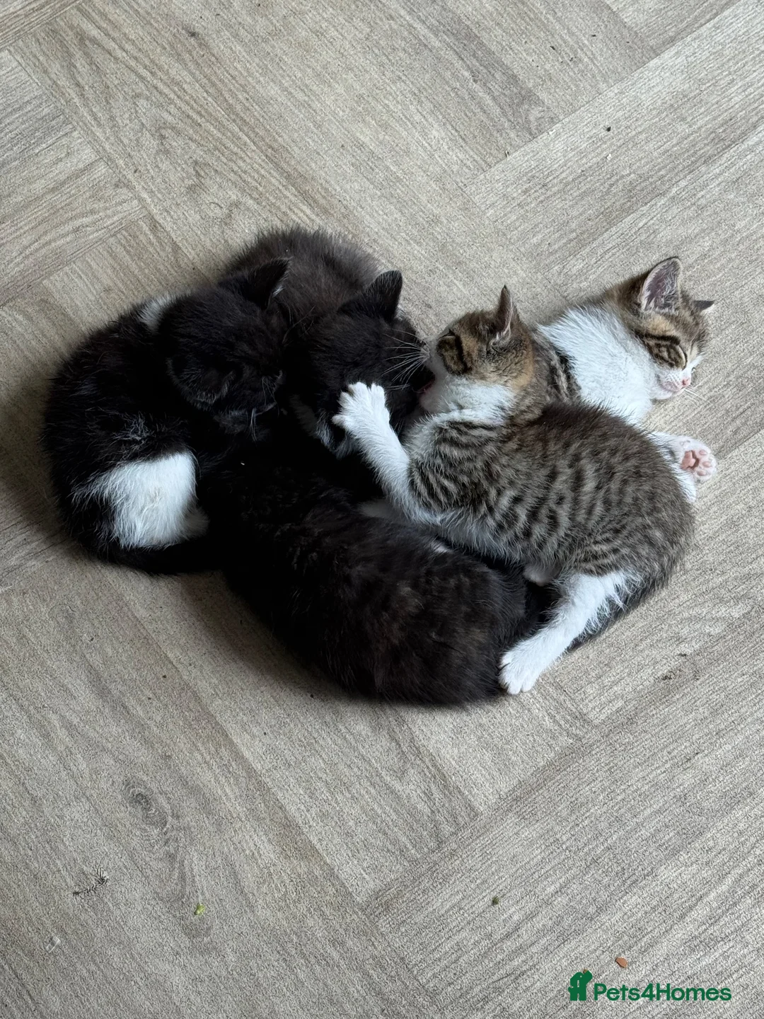 Mixed Breed cats for sale: Beautiful mixed British short hair kittens  - Advert 2
