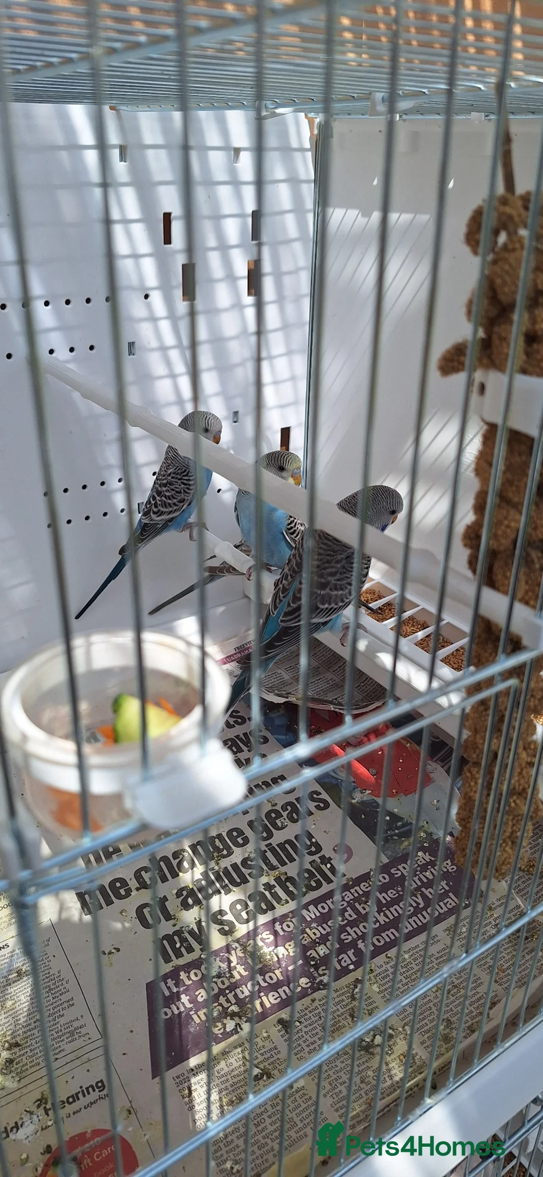 Budgerigars birds for sale: Baby budgies  - Advert 1