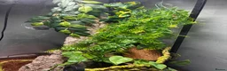Gecko reptiles for sale: Crested gecko and setup  - Advert 6