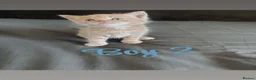 Mixed Breed cats for sale: RARE TURKISH ANGORA KITTENS - Advert 4