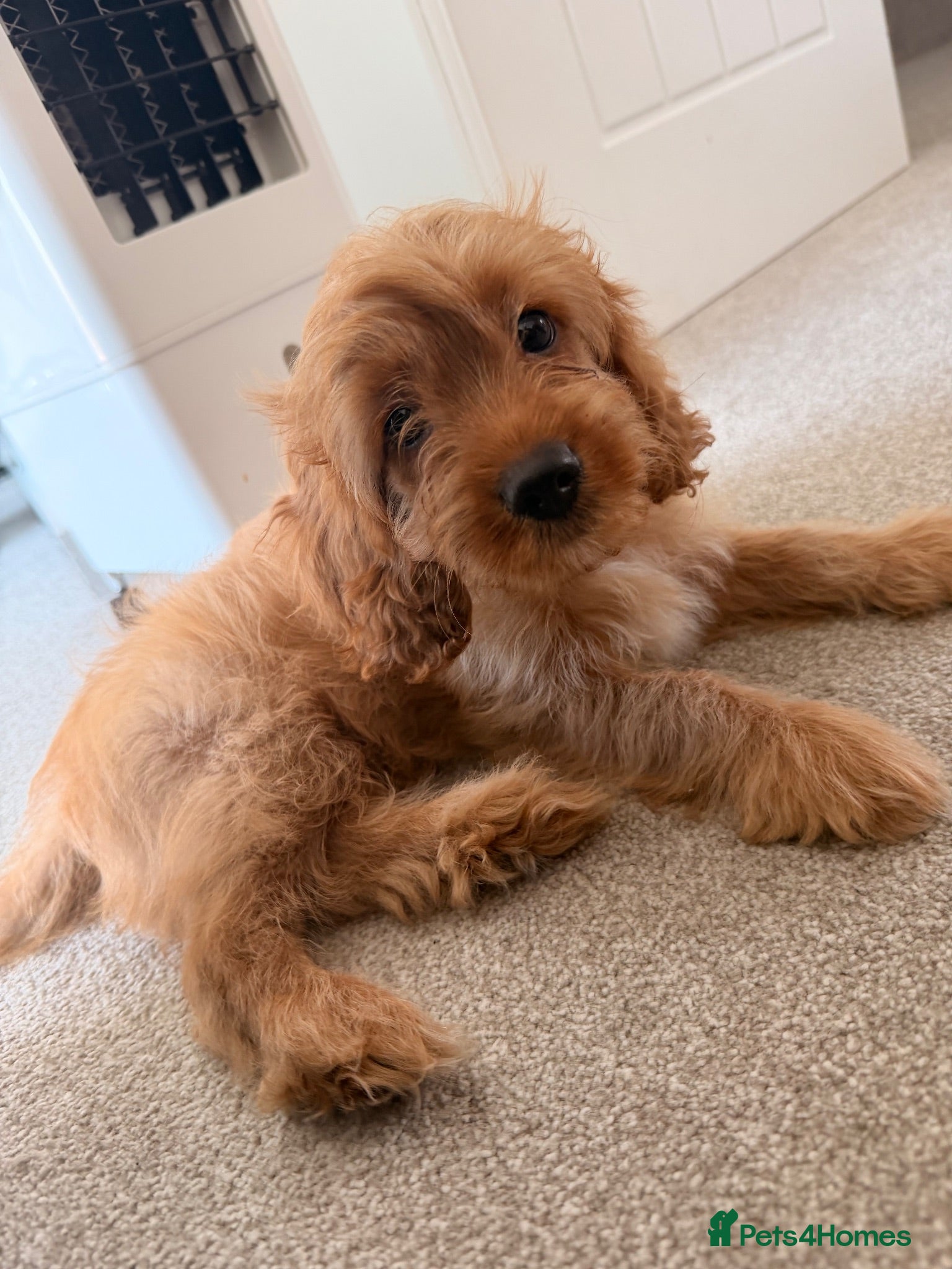 Cavapoo dogs ✨ MINI Fox Red F1 Cavapoos ✨ - Advert 1