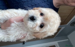 Maltese dogs for stud: Well proven, Kc registered Maltese for stud. in Northampton - Image 11
