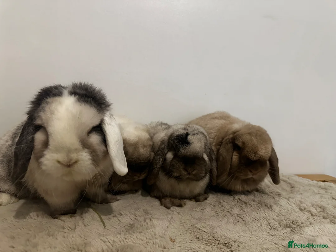 Mini Lop rabbits for sale: Gorgeous group of 4 neutered mini lops  - Advert 36