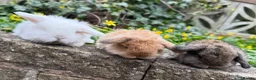 Mini Lop rabbits for sale: Top quality mini lops - Advert 1