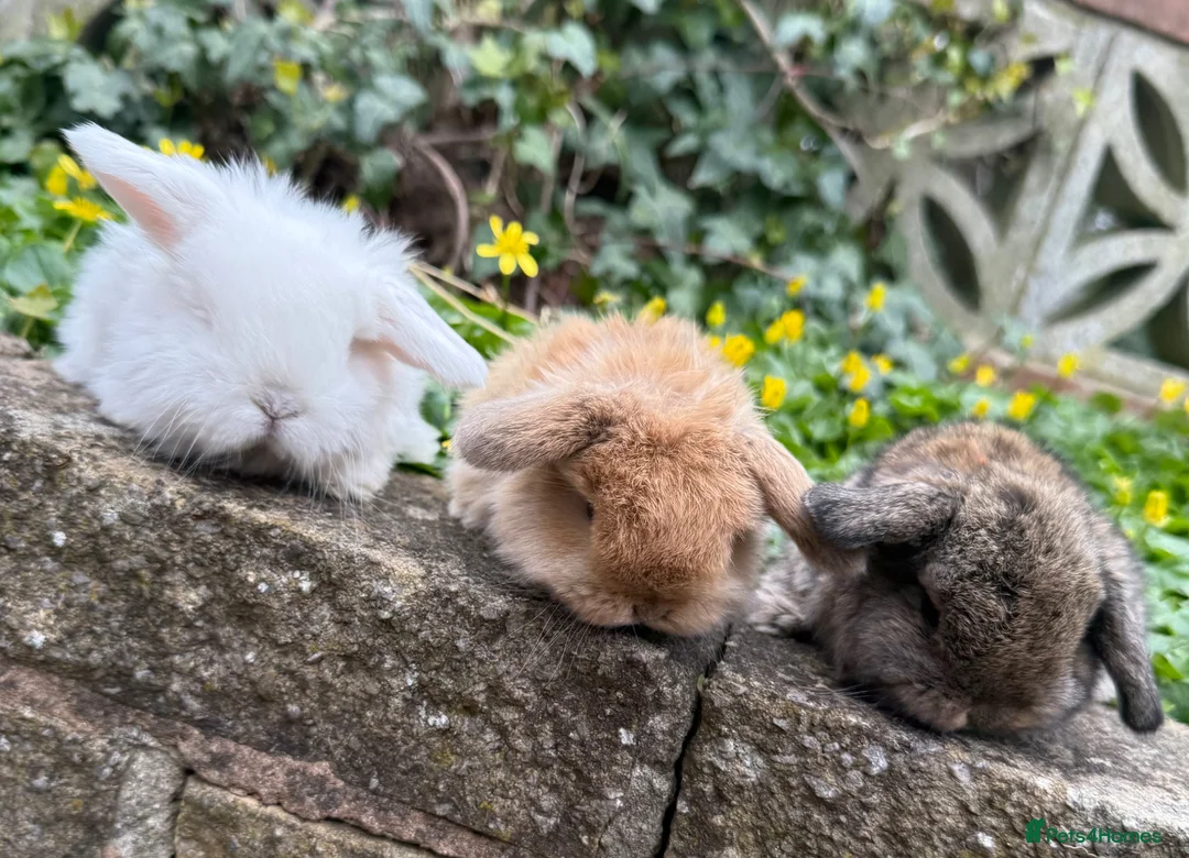 Mini Lop rabbits for sale: Top quality mini lops - Advert 1