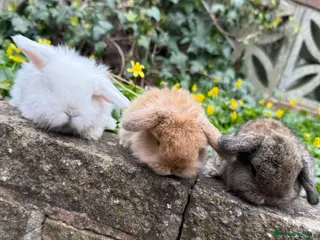 Mini Lop rabbits Top quality mini lops - Advert 11