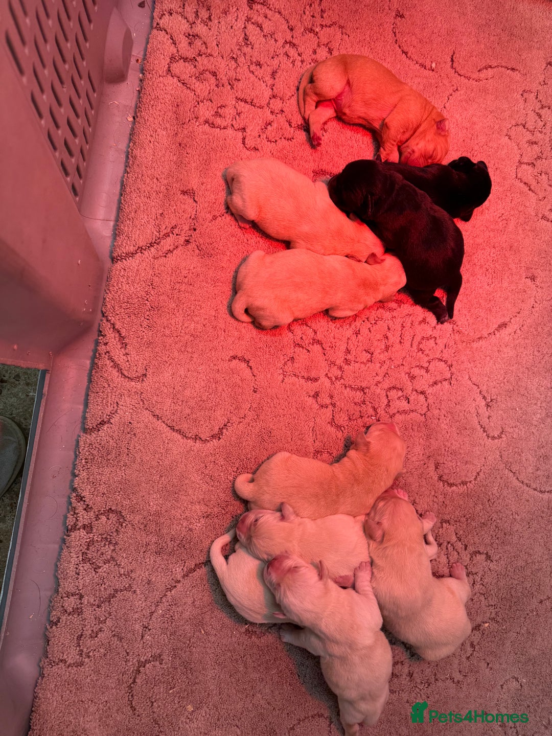 Labrador Retriever dogs for sale: KC Registered Labrador Puppies - Advert 5