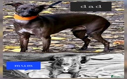 Italian Greyhound dogs for sale: Itlaian greyhound puppy's for sale - Image 7