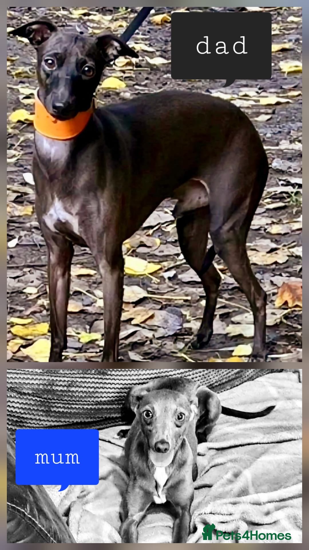 Italian Greyhound dogs for sale: Itlaian greyhound puppy's for sale - Image 7