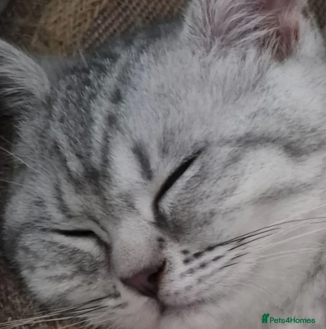 British Shorthair cats for sale:  BRITISH SHORT HAIR  - Advert 1