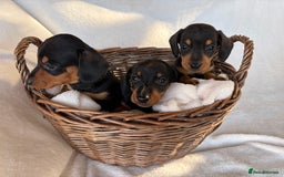 Miniature Dachshund dogs for sale: Miniature Dachshund Puppies - Image 8
