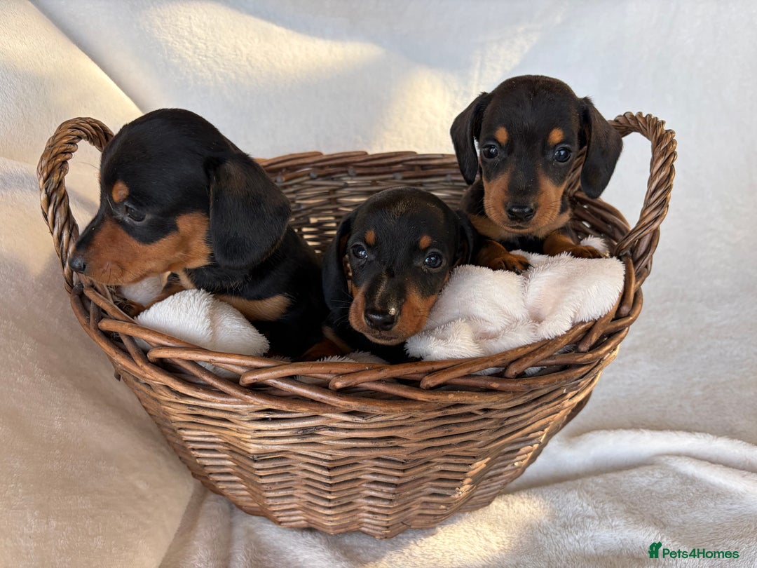 Miniature Dachshund dogs for sale: Miniature Dachshund Puppies - Image 8