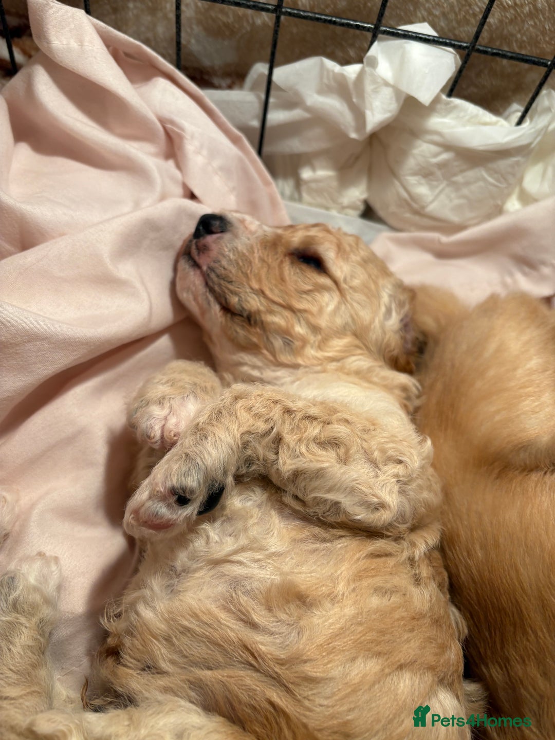 Cockapoo dogs for sale: Cockapoo puppies  - Image 6