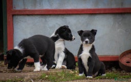 Border Collie dogs for sale: Border Collie Puppies for Sale - Image 6