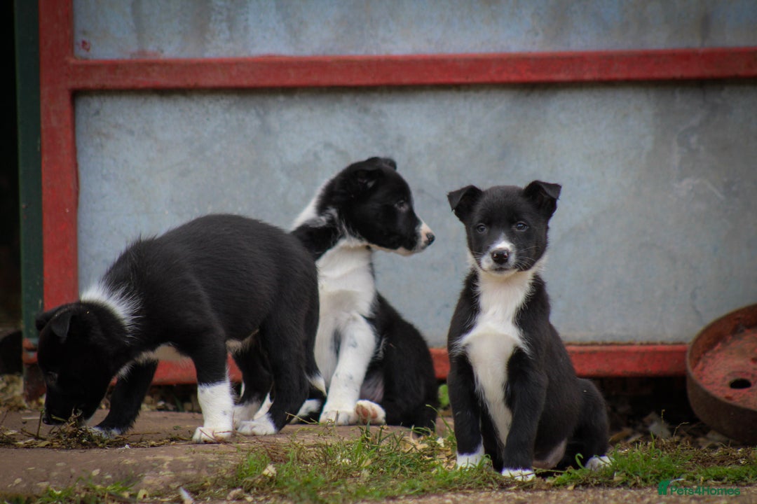 Border Collie dogs for sale: Border Collie Puppies for Sale - Image 6