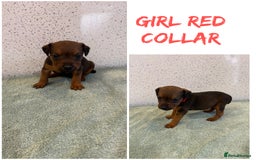 Lakeland Terrier dogs for sale: Lakeland terrier puppies  - Image 2