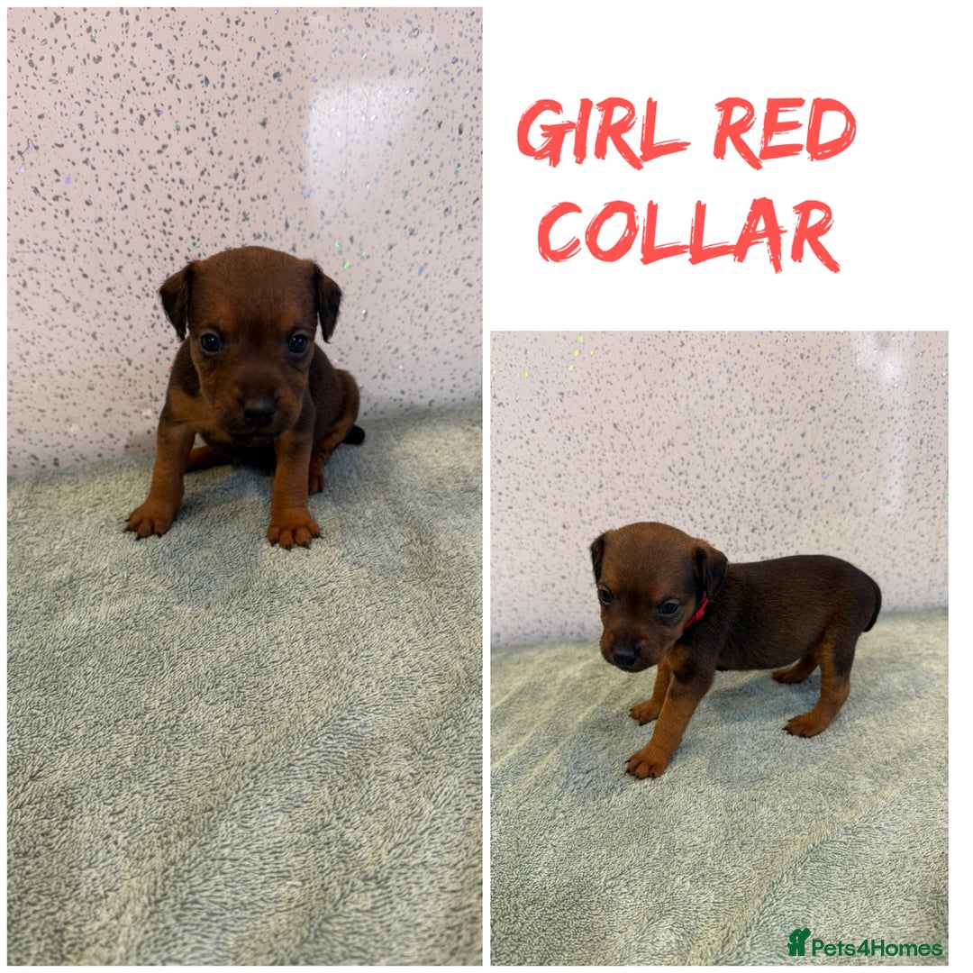 Lakeland Terrier dogs for sale: Lakeland terrier puppies  - Image 2