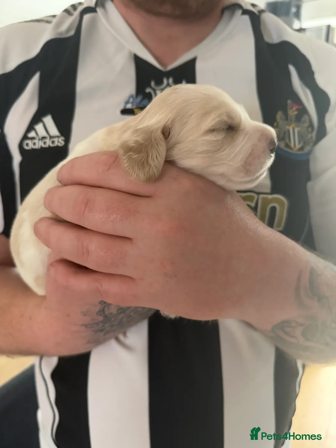 Sprocker dogs for sale: **** Adorable Sprocker Puppies  - Advert 2