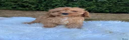 Cavapoo dogs for sale: F1 DNA health tested clear Cavapoo puppies in Ystrad Meurig - Advert 7