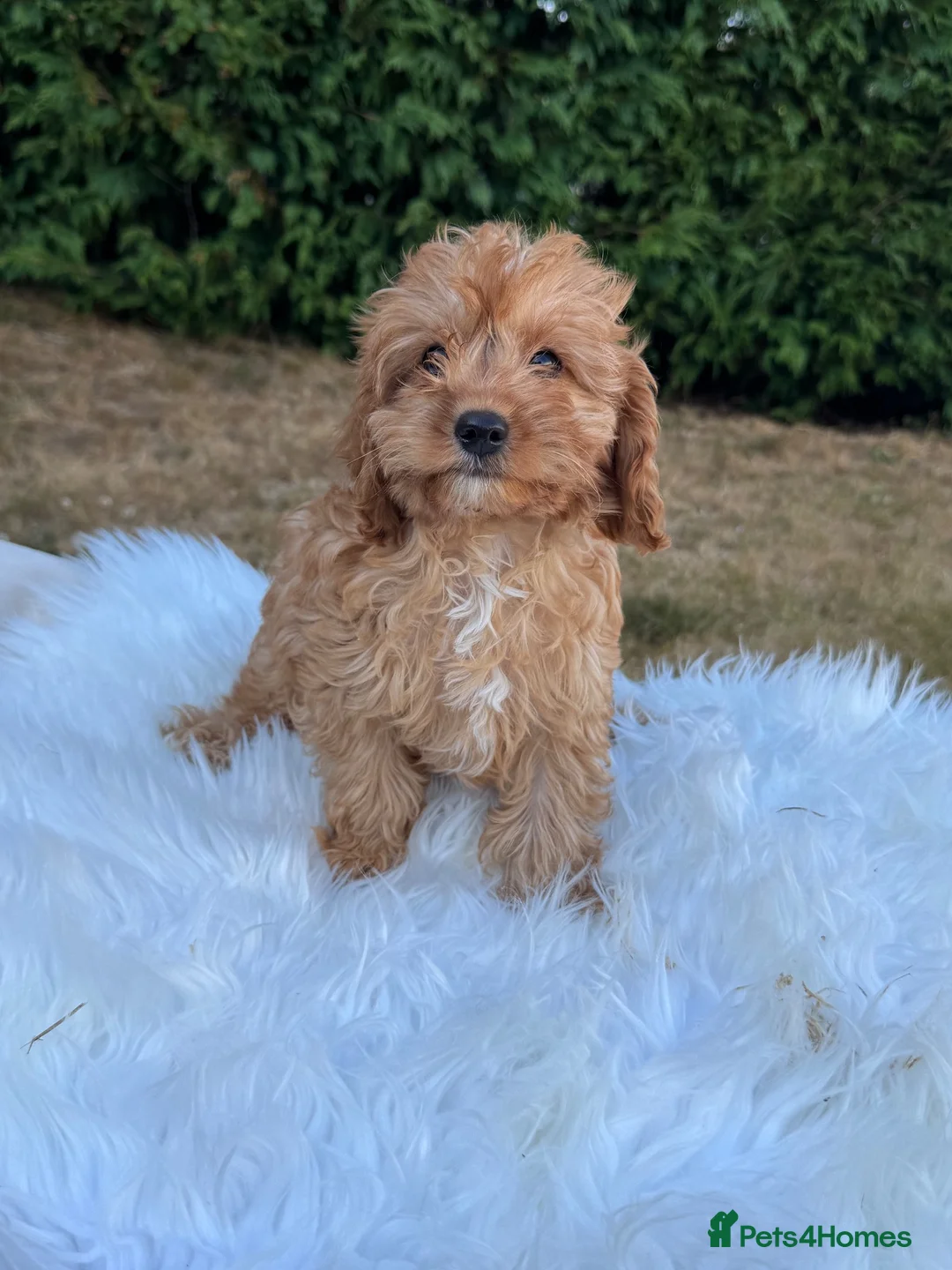 Cavapoo dogs for sale: F1 DNA health tested clear Cavapoo puppies in Ystrad Meurig - Advert 7