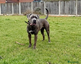 Cane Corso dogs for sale: Cane Corso - Advert 2