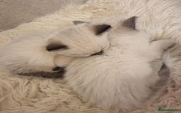 Ragdoll cats for sale: BEAUTIFUL PEDIGREE RADOLL KITTENS!!! - Image 2