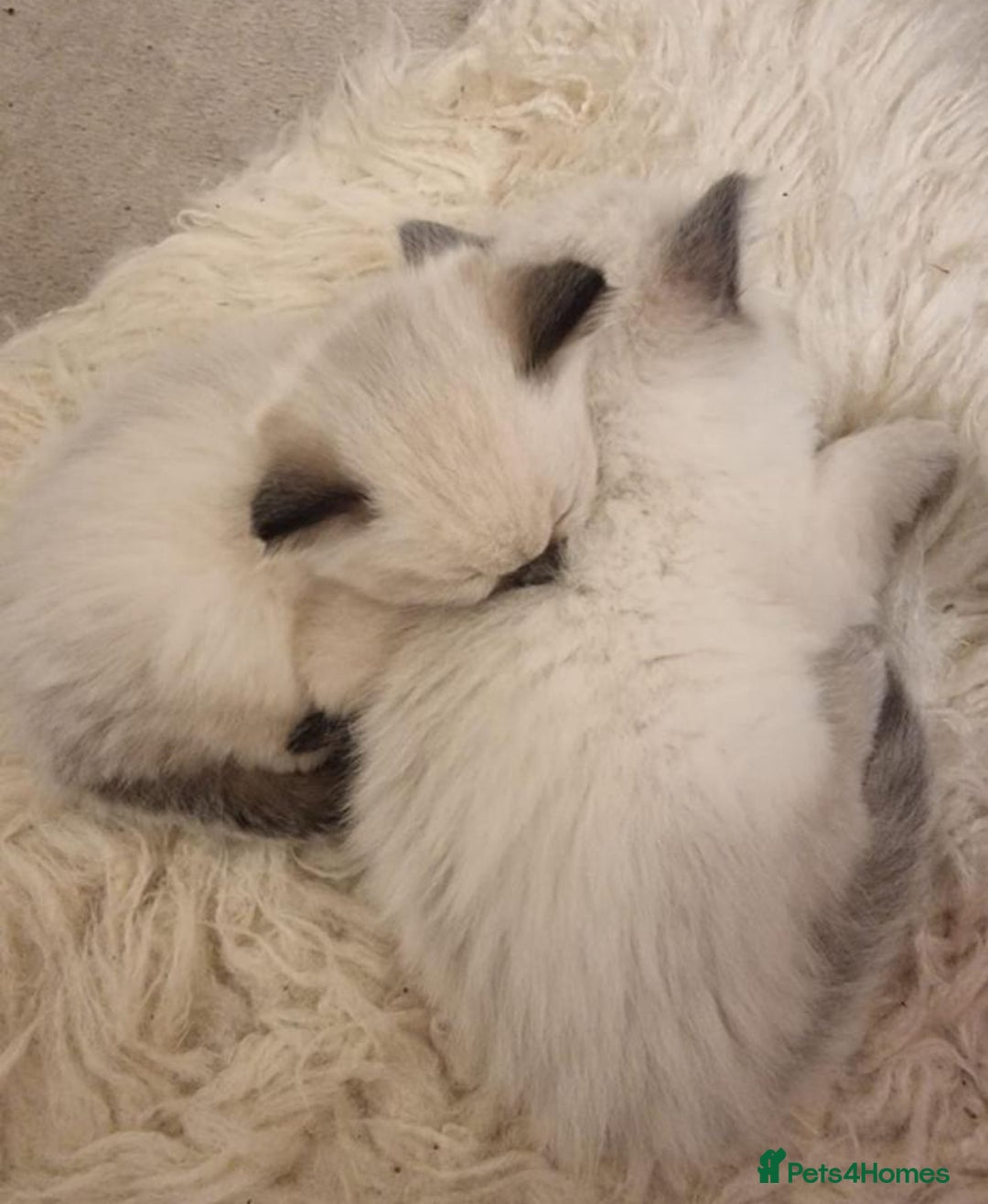 Ragdoll cats for sale: BEAUTIFUL PEDIGREE RADOLL KITTENS!!! - Image 2