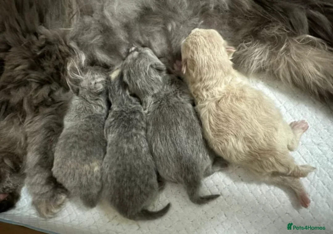 British Shorthair cats for stud: Blue colour BSH Champion Line GCCF stud  in London - Advert 17