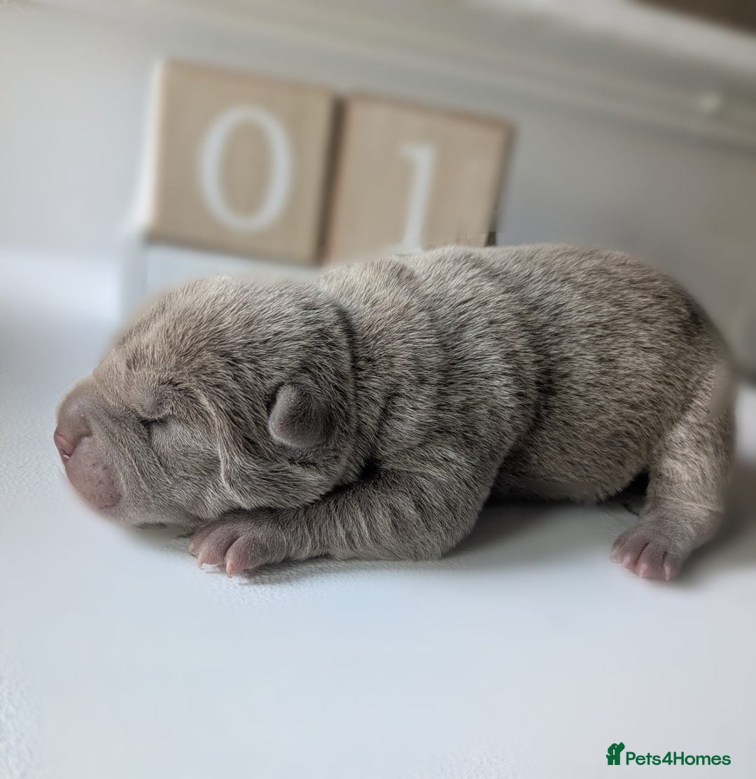 Shar Pei dogs for sale: Shar Pei Puppies - Ready 23rd December - Image 7